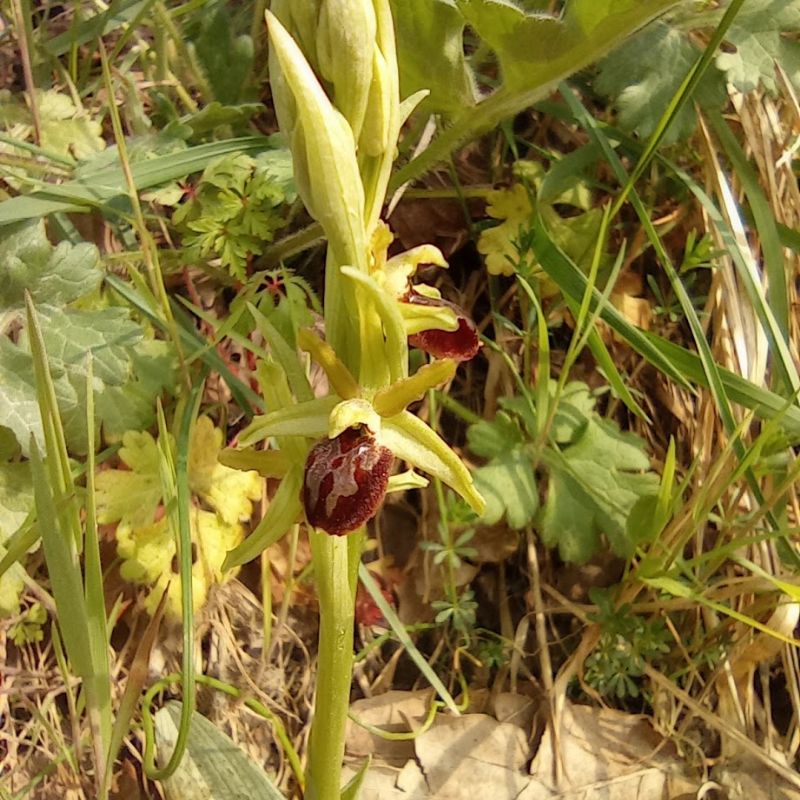 Ophrys sphegodes argentaria